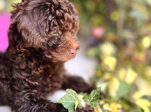 Toy Poodle 3 Aylik Hari̇ka Redbrown Yavrular Tesli̇me Hazir görsel