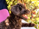 Toy Poodle 3 Aylik Hari̇ka Redbrown Yavrular Tesli̇me Hazir