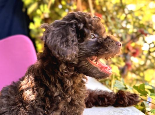 Toy Poodle 3 Aylik Hari̇ka Redbrown Yavrular Tesli̇me Hazir görsel