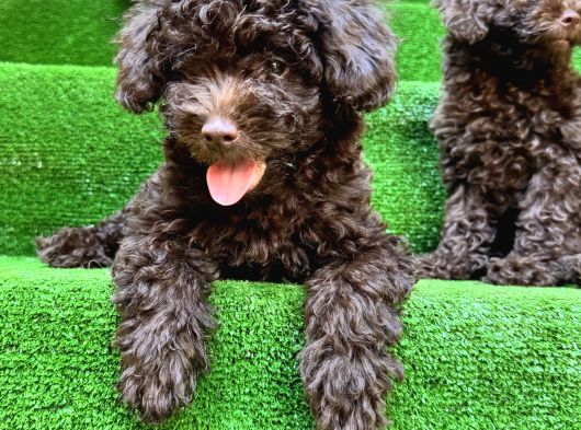 Toy Poodle 3 Aylik Hari̇ka Redbrown Yavrular Tesli̇me Hazir görsel