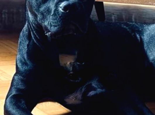 5 Yaşında Çok Şeker Bir Amstaff Kısır Ve Tuvalet Eğitimi Var görsel