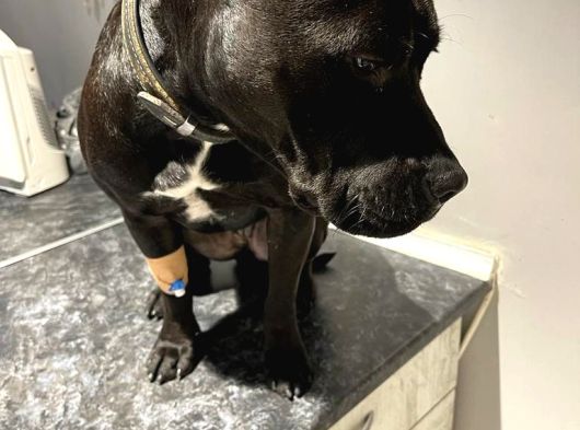 5 Yaşında Çok Şeker Bir Amstaff Kısır Ve Tuvalet Eğitimi Var görsel