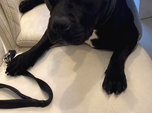 5 Yaşında Çok Şeker Bir Amstaff Kısır Ve Tuvalet Eğitimi Var görsel