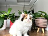 Saf Irk Persi̇an Di̇şi̇ Yavrular