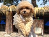 Maltipoo Bebekler