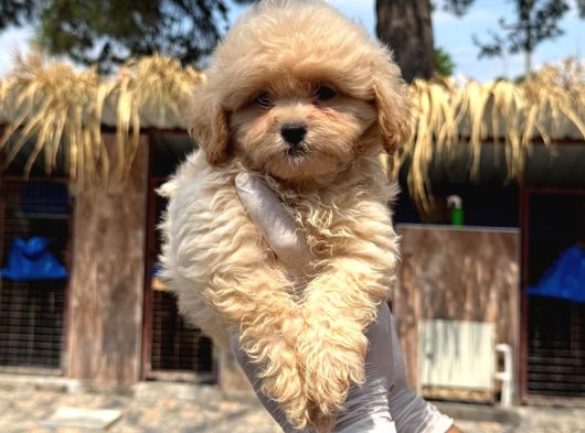 Maltipoo Bebekler görsel