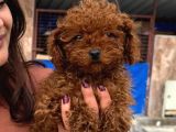 Sevimli Toy Poodle Yavrularımız