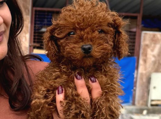Sevimli Toy Poodle Yavrularımız görsel