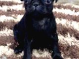 Sağli̇k Garanti̇li̇ Pug Bebekler