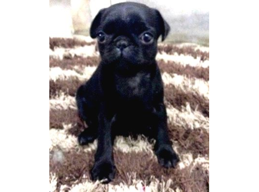 Sağli̇k Garanti̇li̇ Pug Bebekler görsel