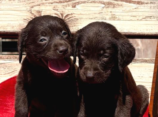 Labrador Bebişlee görsel