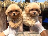 Maltipoo Bebekler