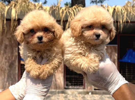 Maltipoo Bebekler görsel
