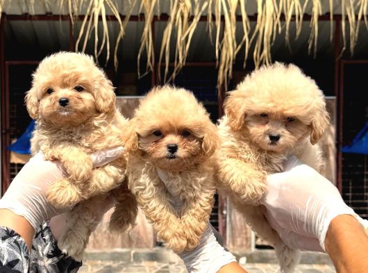Maltipoo Bebekler