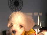 Mini Boy A Kalite Kore Kan Maltes Terrier