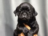 Si̇yah Safkan Pug Bebekler