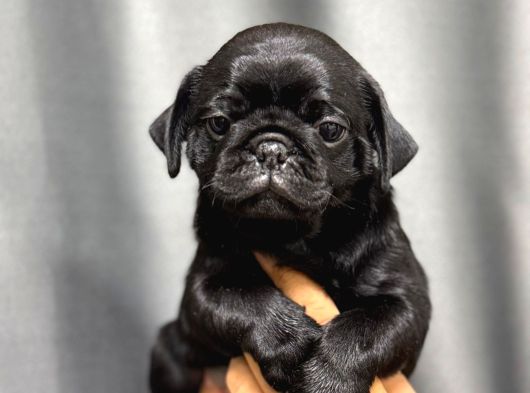 Si̇yah Safkan Pug Bebekler görsel