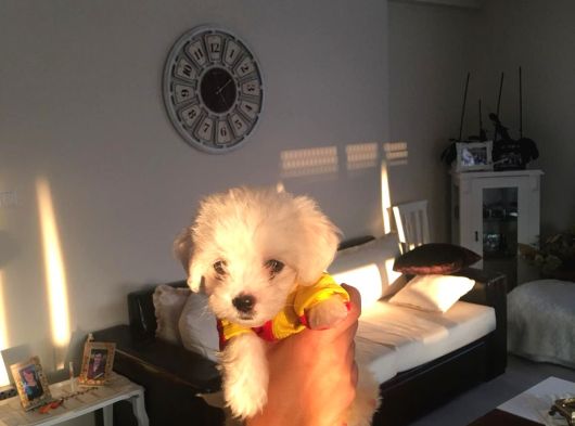 Mini Boy A Kalite Kore Kan Maltes Terrier görsel