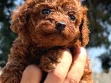 Sevimli Toy Poodle Yavrularımız
