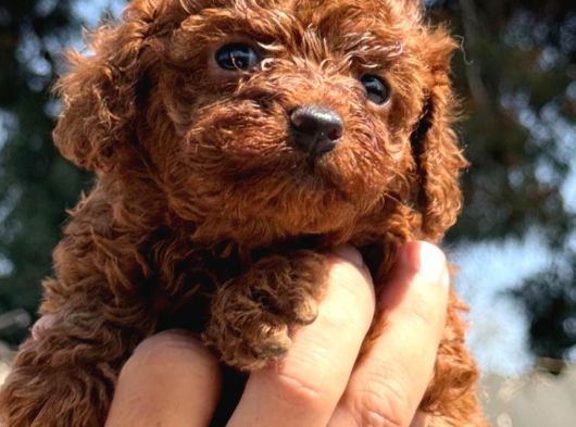 Sevimli Toy Poodle Yavrularımız görsel