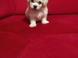 Mini Boy Orjinal Kore Kan Maltipoo