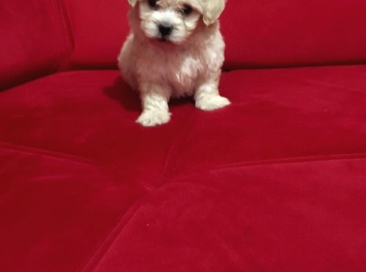 Mini Boy Orjinal Kore Kan Maltipoo görsel