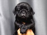 SİYAH SAFKAN PUG BEBEKLER