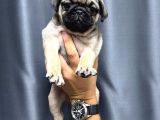 Üst Kali̇te Safkan Pug Yavrulari