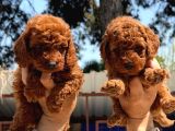 Sevimli Toy Poodle Yavrularımız