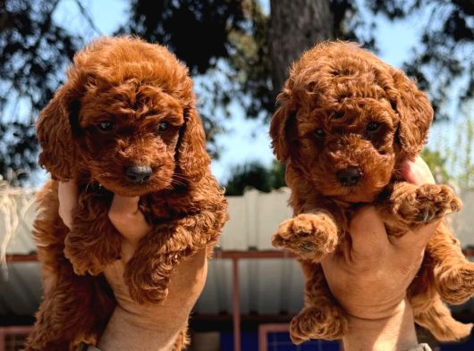 Sevimli Toy Poodle Yavrularımız görsel