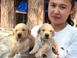 Golden Retriver Yavrularımız
