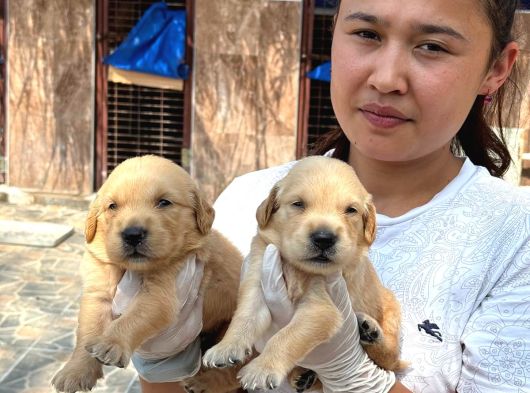 Golden Retriver Yavrularımız görsel