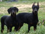 Scrli Doberman Yavrular