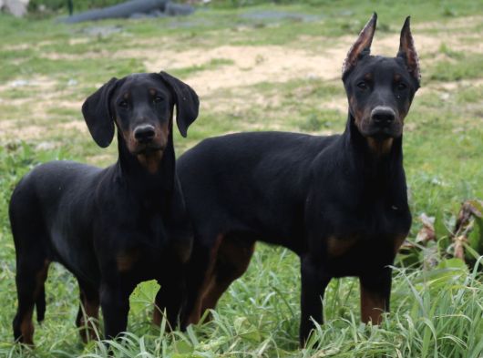 Scrli Doberman Yavrular