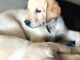 Saf Kan Labrador