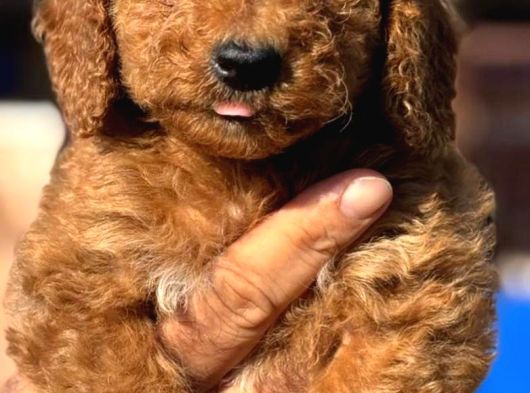 Orjınal Dev Poodle Ruhsatlı Çiftlıyımızden görsel