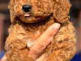 Orjınal Dev Poodle Ruhsatlı Çiftlıyımızden