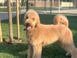 Orjınal Dev poodle ruhsatlı çiftlıyımızden