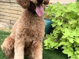 Orjınal Dev Poodle Ruhsatlı Çiftlıyımızden