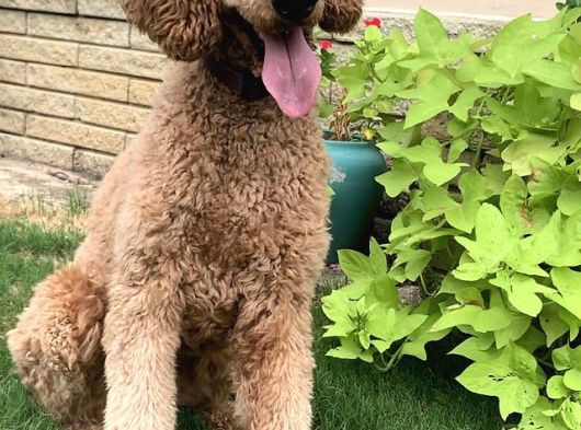 Orjınal Dev Poodle Ruhsatlı Çiftlıyımızden görsel