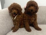 Orijinal Toy Poodle Yavrular