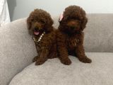 Orijinal Toy Poodle Yavrular
