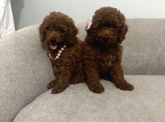 Orijinal Toy Poodle Yavrular görsel