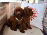 Orijinal Toy Poodle Yavrular