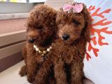 Orijinal Toy Poodle Yavrular
