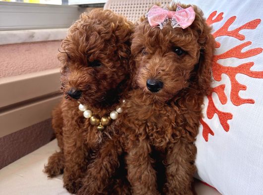 Orijinal Toy Poodle Yavrular
