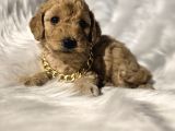 Ev Doğumlu Tuvalet Eğitimli Toy Poodle