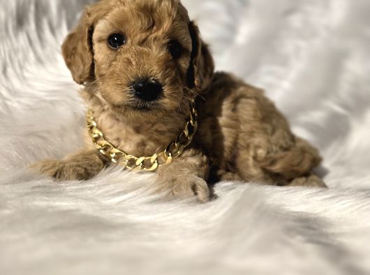 Ev Doğumlu Tuvalet Eğitimli Toy Poodle görsel