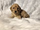 Ev Doğumlu Tuvalet Eğitimli Toy Poodle