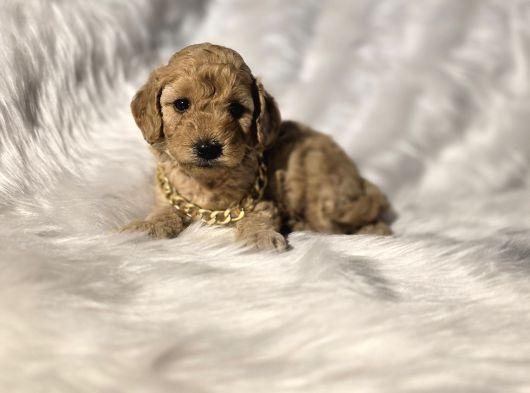 Ev Doğumlu Tuvalet Eğitimli Toy Poodle görsel